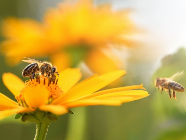 Fleißige Bienen im Haus Burböck © Shutterstock