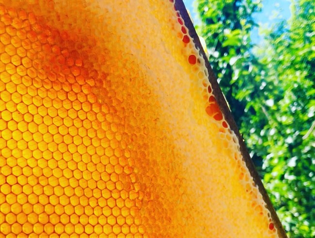 Volle Bienenwabe im Sonnenlicht