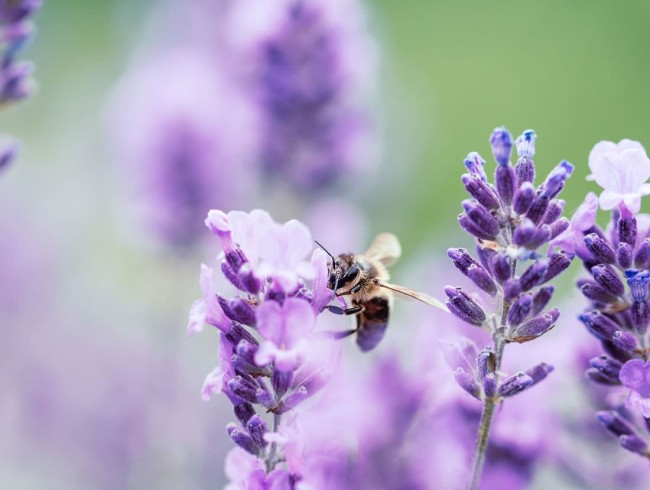 Biene holt Nektar in einer Lavendelblüte© Shutterstock