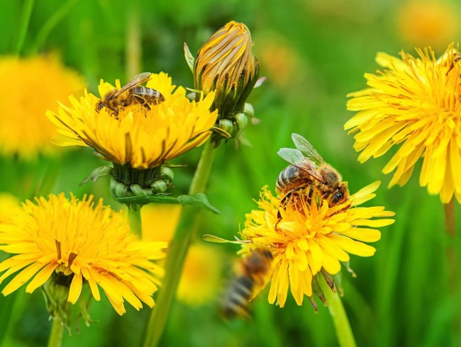 Bienen auf Löwenzahnblüten © Shutterstock