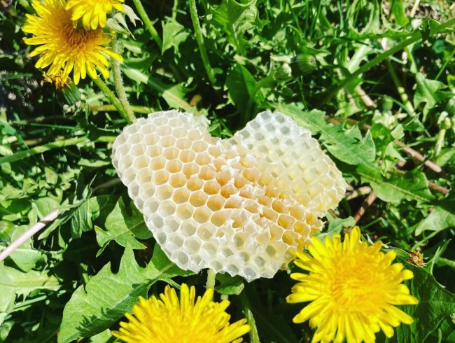 Wabenherz in der Wiese